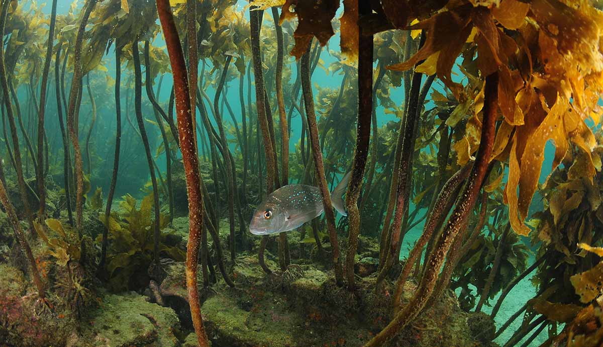 A big silvery fish swimming among the strands of kelp. 