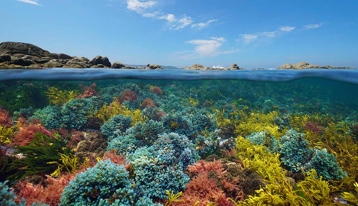 A split screen showing above and below water. Abover the water line there are rocky islands, while below a rainbow of different seaweed varieties. 