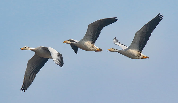 Three geese flying