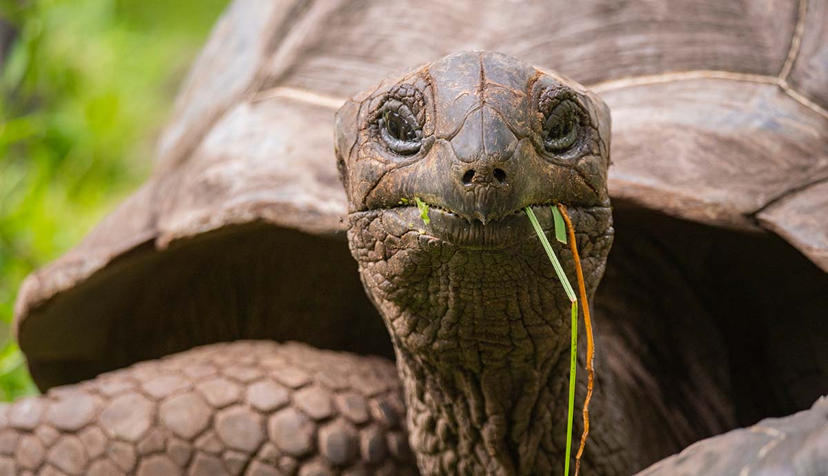 An Aldabra giant tortoise looks towards the camera, with grasses hanging out of its mouth.