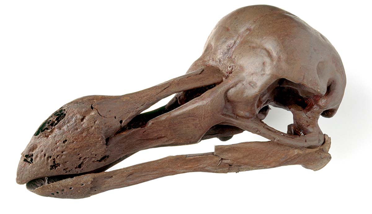 A dodo skull on a white background.