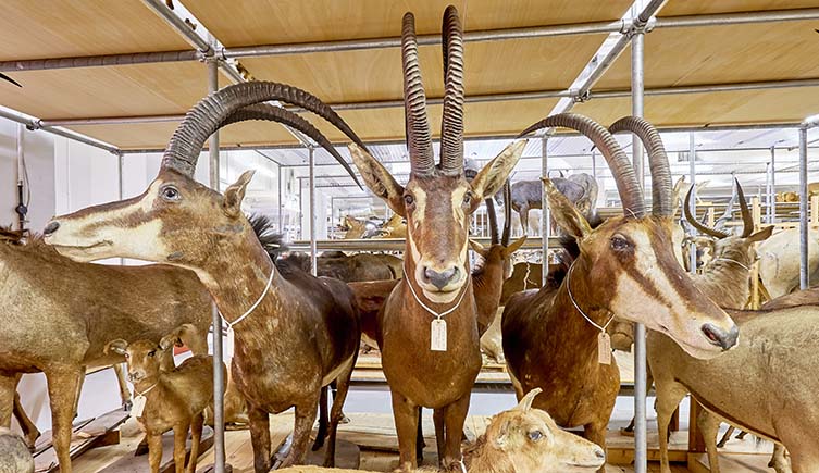 Taxidermy antelopes
