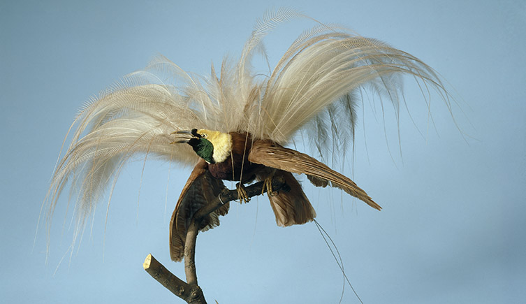 Bird of paradise male