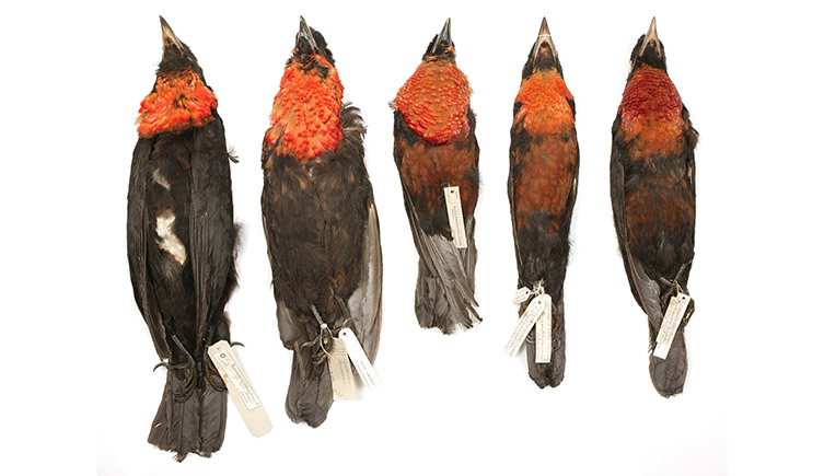 Bird skins in the Natural History Museum collection