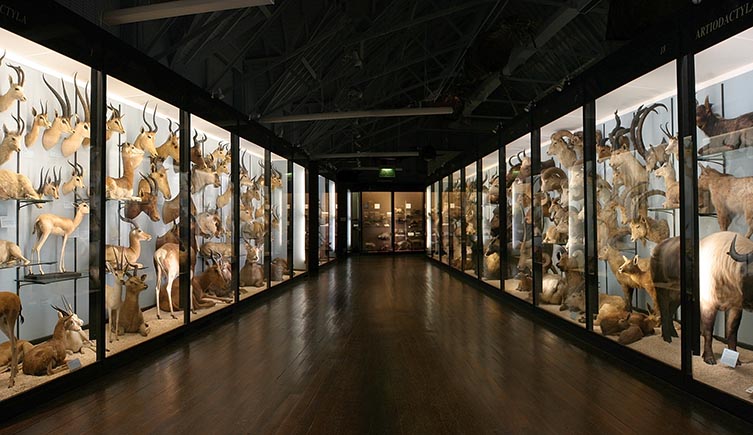 Mammal gallery at Tring