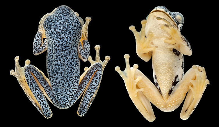 A blue speckled frog specimen on a black background. 