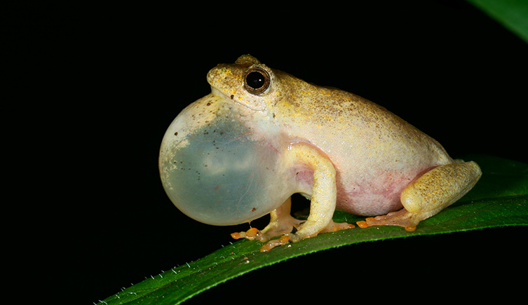 A frog sitting on a leaf with it's throat massively inflated as it calls for a mate. 