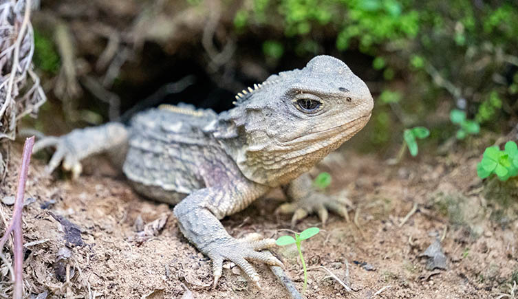 A live tuatara sitting at the entrance to its burrow. 