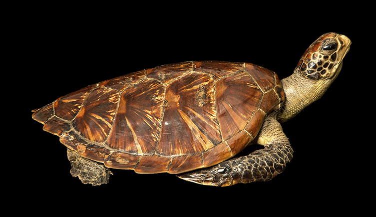 A sea turtle specimen on a black background. 