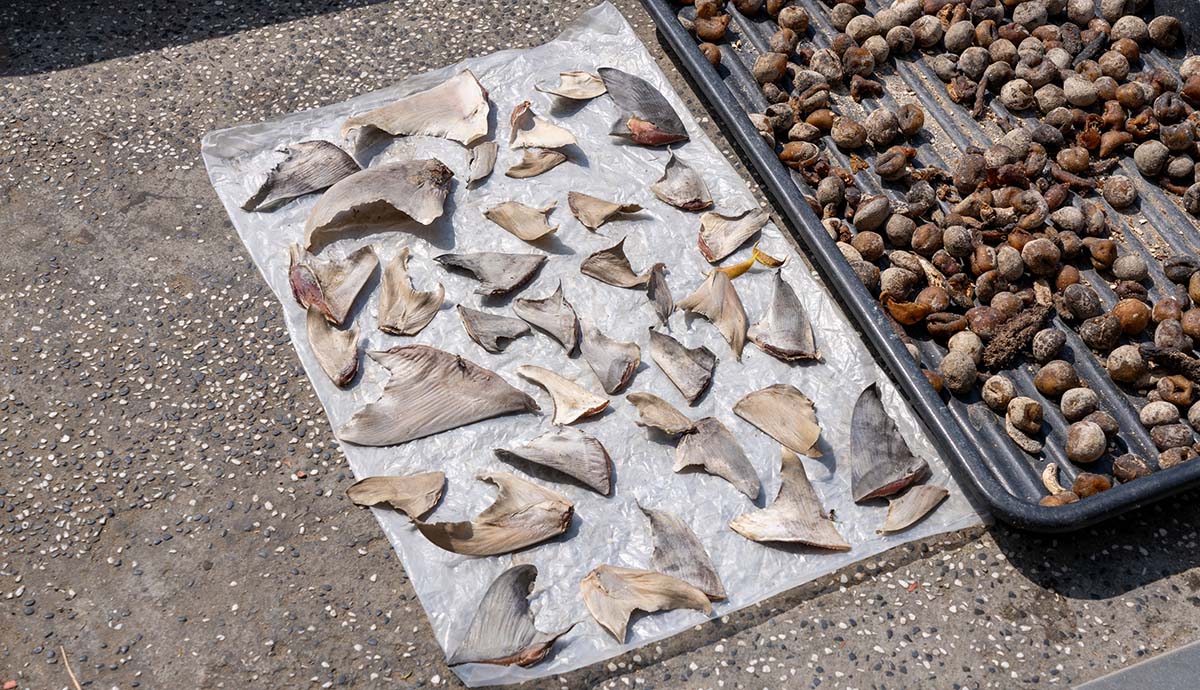 Shark fins dry in the sun on a metal sheet on a pavement.