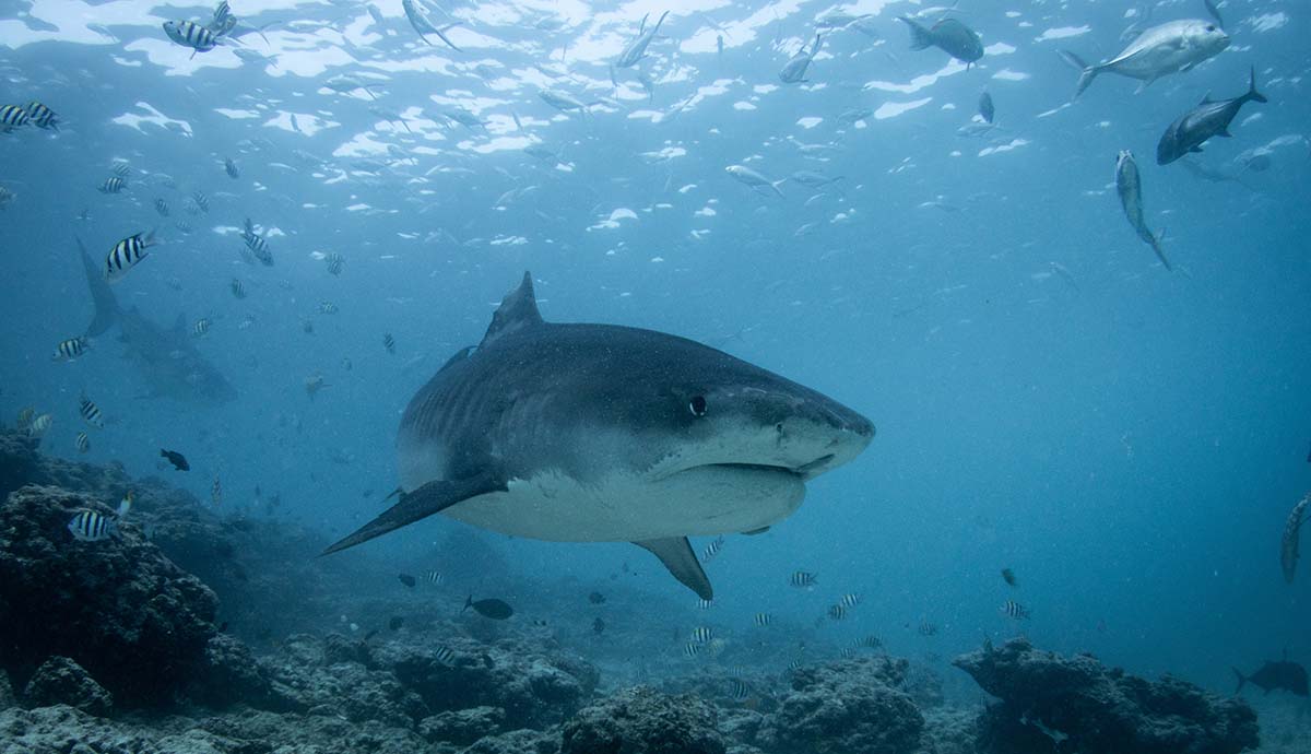 A tiger shark swims underwater.