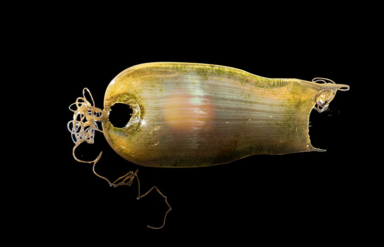 A shark egg specimen.
