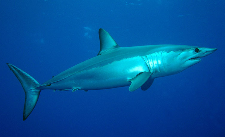 A shortfin mako shark