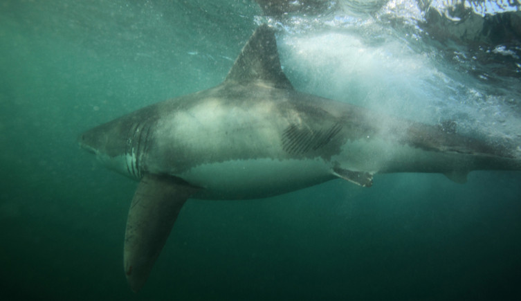 A great white shark swims away from the camera with killer whale tooth marks on its side