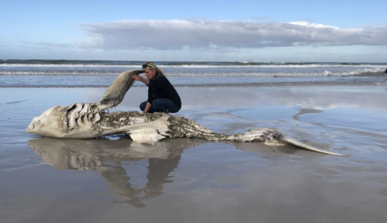 Alison Towner examines the decaying carcass of a great white shark washed up on a beach