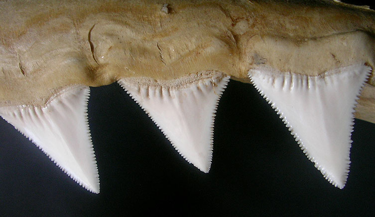A row of great white shark teeth attached to the jaw