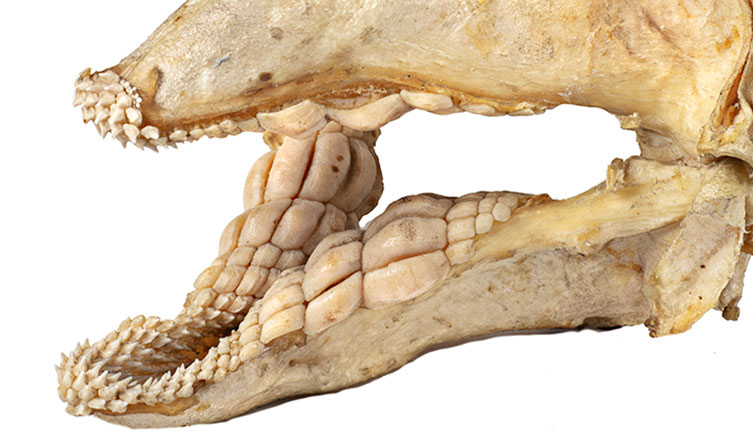 Jaws of a Port Jackson shark