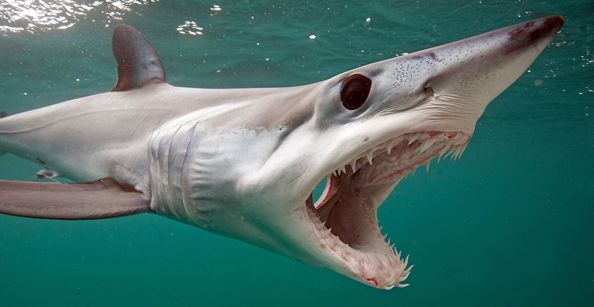 A mako shark swimming near the ocean's surface with its mouth wide open