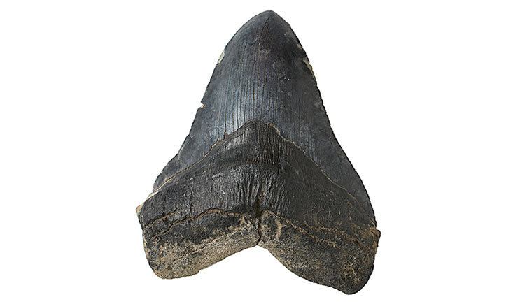 A black megalodon tooth