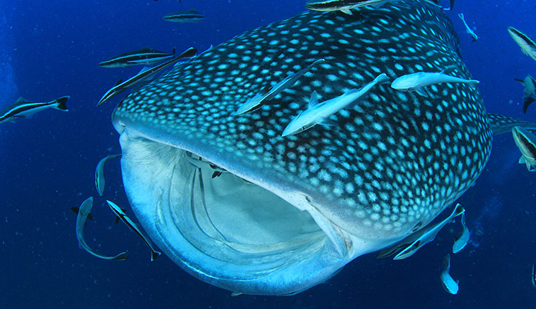 A whale shark with its mouth open