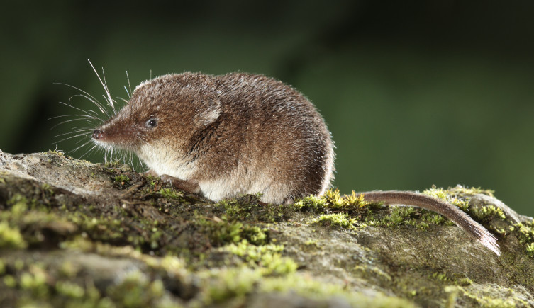 A shrew on a mossy log