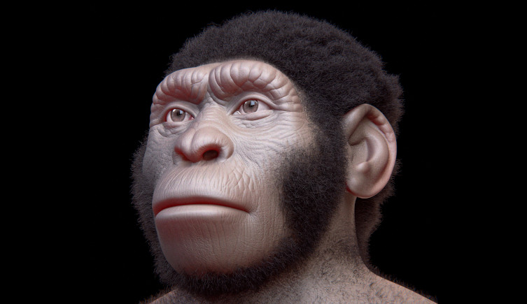 An artist's impression of Homo naledi's head