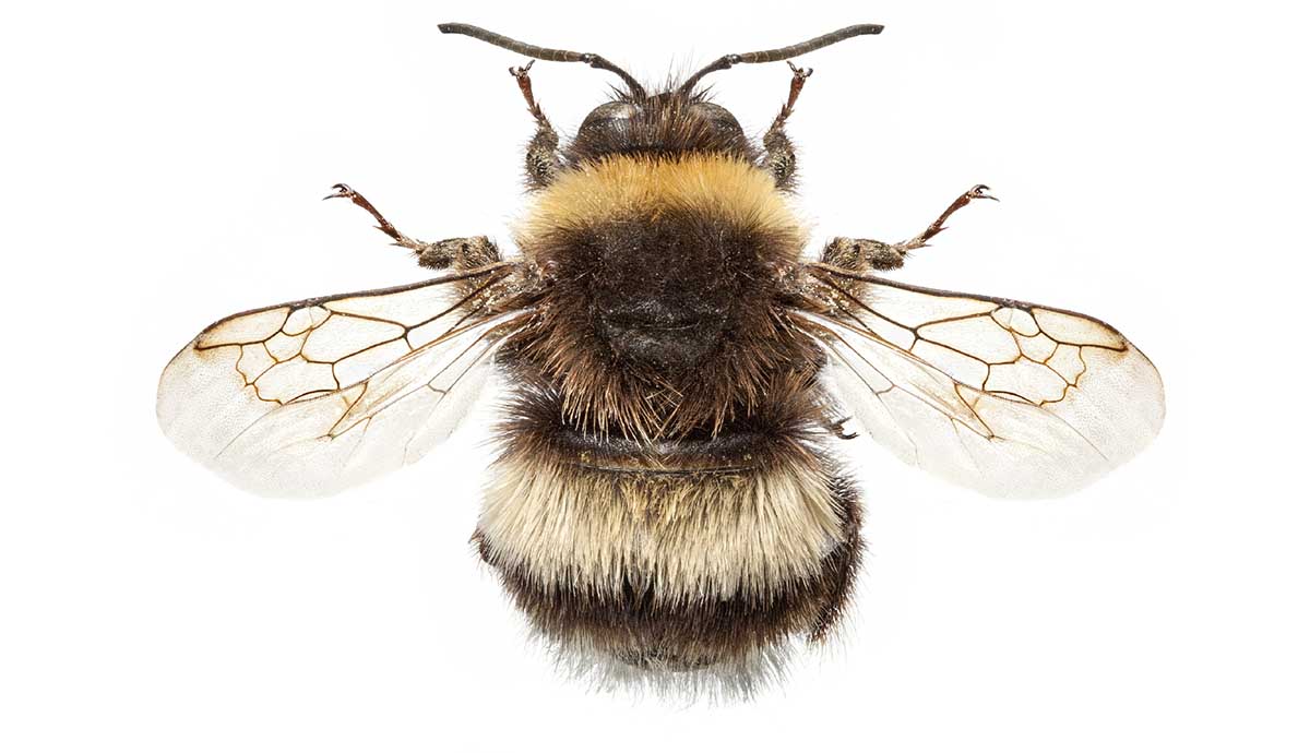 A fluffy black and, orange and white bumblebee on a white background. 