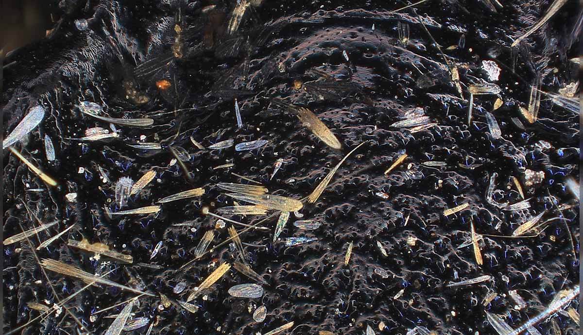 A close up detail of the beetle, showing it covered in lots of tiny beige-coloured butterfly scales. 