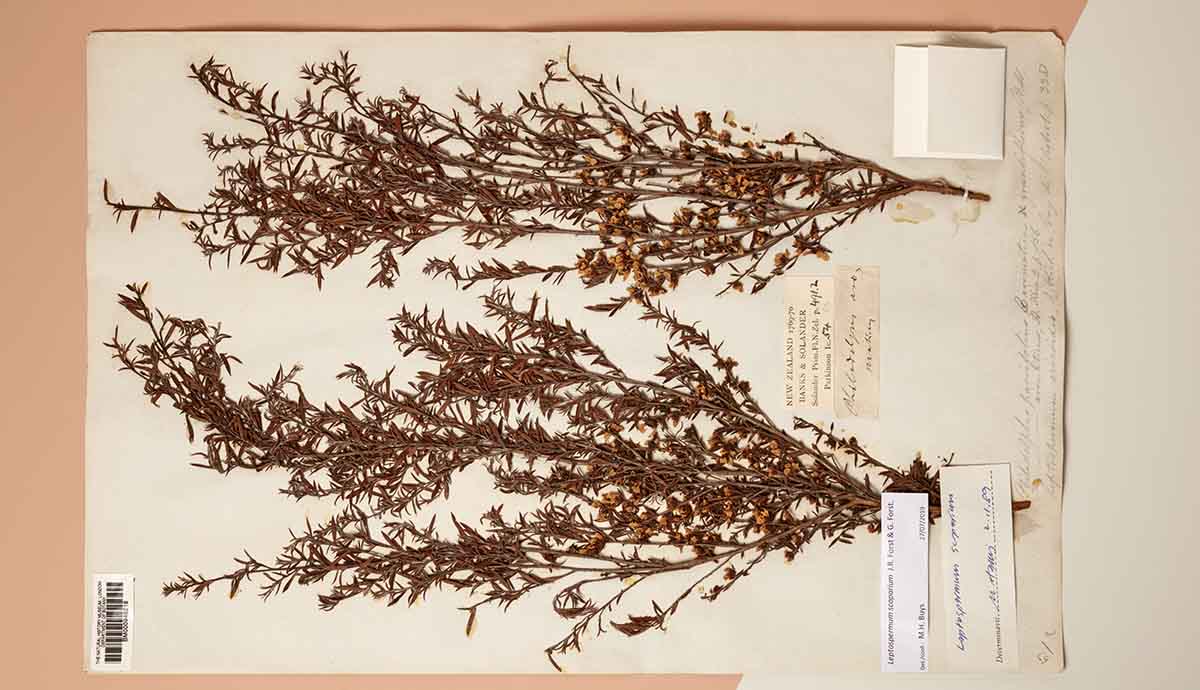 A herbarium sheet of two plant specimens. 