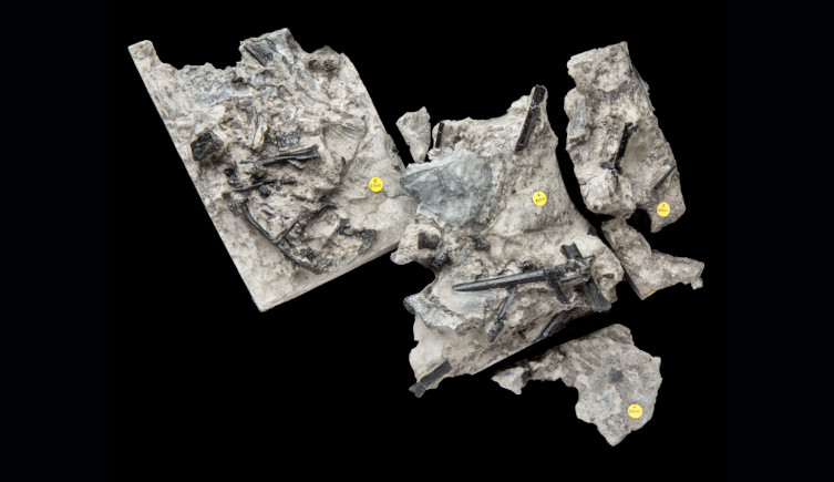 The fossils of Ceoptera, still partly encased in the rocks they were discovered in.
