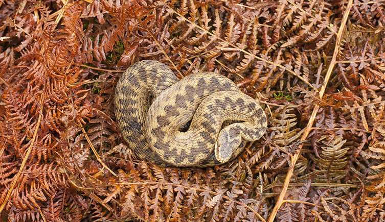 An adder curls up on dead bracken ferm