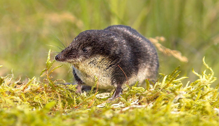 A shrew walks over some soft moss in the sunlight