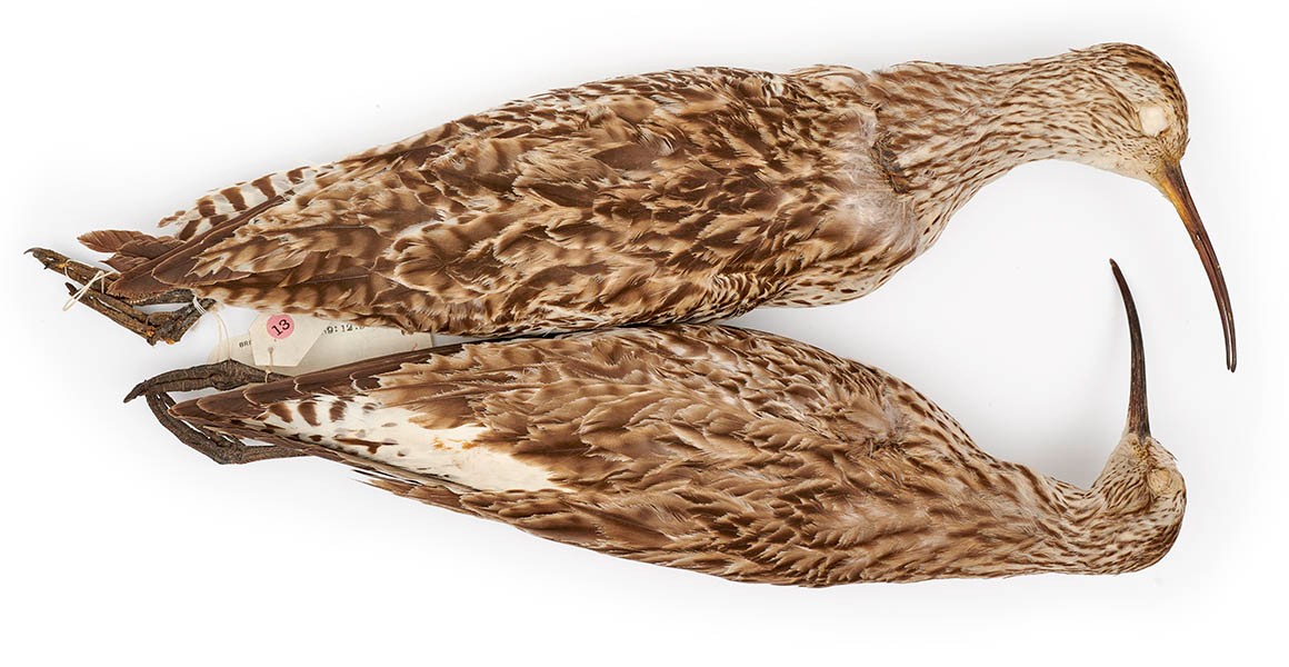 The slender-billed curlew is declared extinct | Natural History Museum