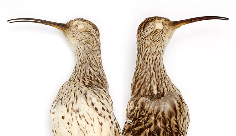 A close up photograph of a slender-billed curlew head showing a long curved bill and a brown and beige speckled plumage. 