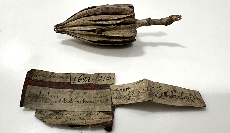 A dried specimen of okra with the original hand written lable from Sloane's collection.