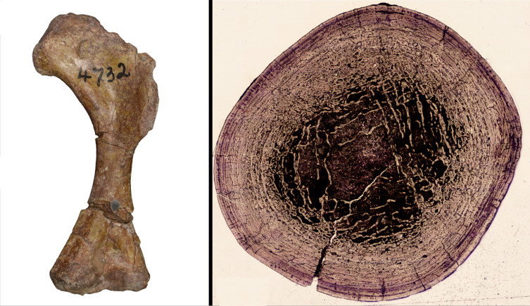 A leg bone from an unknown sauropodomorph dinosaur, and an internal view of its structure.