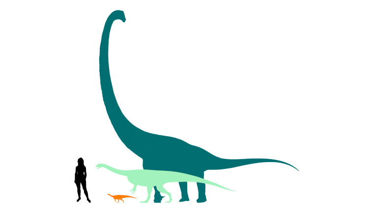 A silhouette of the unknown dinosaur (in orange) compared in size to the outlines of a human and other sauropodomorphs.