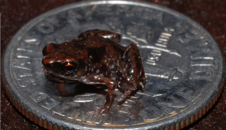 The frog Paedophryne amanuensis on a dime