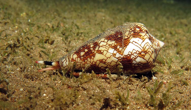 A cone snail with a pattern of red and white triangles across its shell.