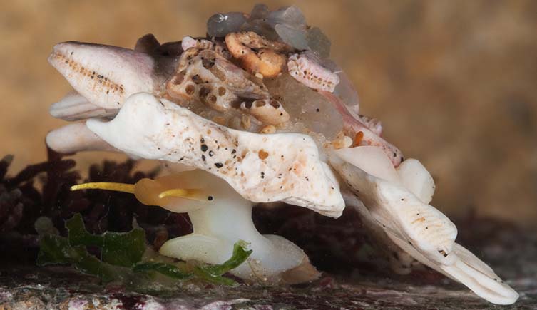 A white snail with a black dot for an eye crawls along beneath a large shell with many other shells attached to it.