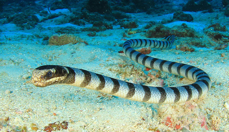 A black and white banded sea krait swimming along the sea floor.