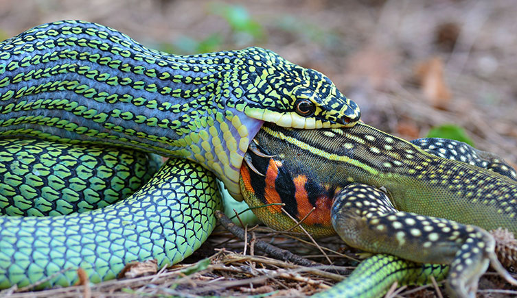 A golden tree snake swallowing a large lizard. 