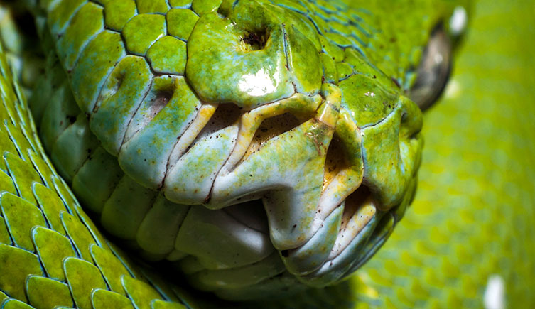 Close-up of the pits on the face of a green tree python. 