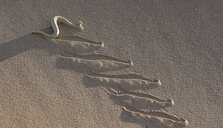A sidewinder snake moving across a sandy surface and several of its seperated tracks. 