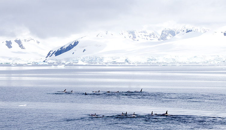 A pod of killer whales in the Gerlache Strait, Antarctica