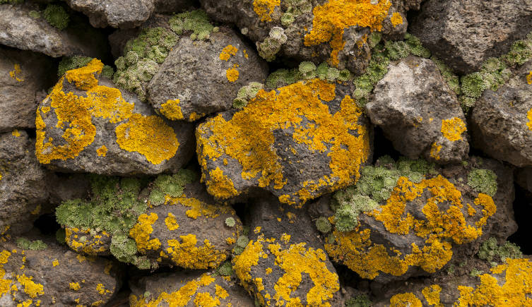 A pile of rocks covered in lichen