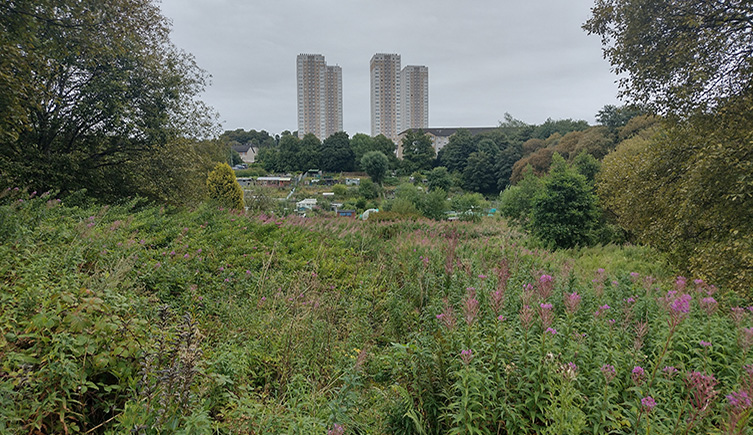 Plants grow in a summer mass near an allotment near a high rise housing estate