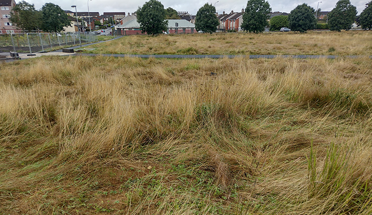 Dry, brown, tall grass in front of a urban subrb