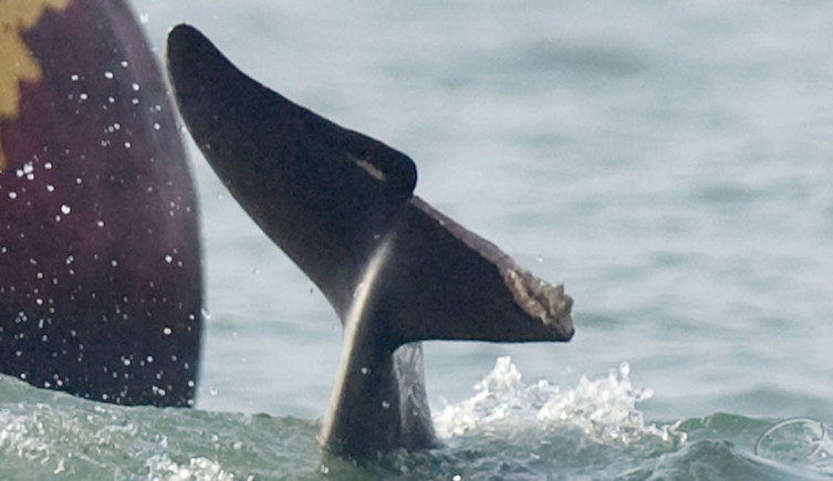The damaged tail fluke of Dave the dolphin following a boat strike