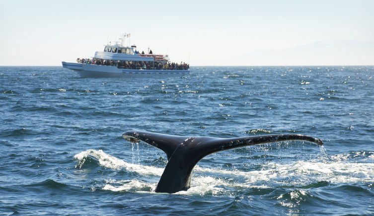 A whale watching boat in the distance behind a whale fluke